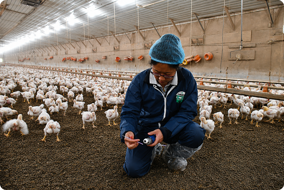 Poultry worker kneeling
