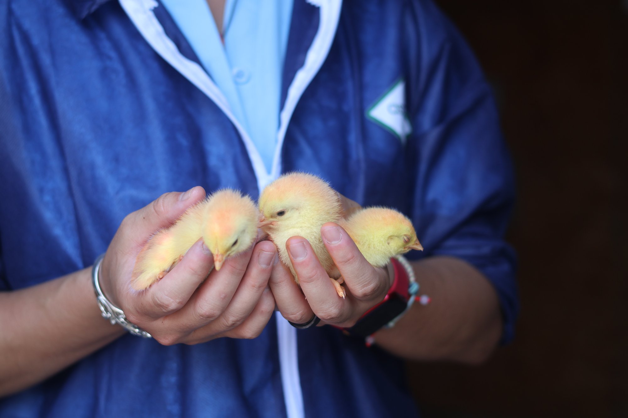 1 day old chicks