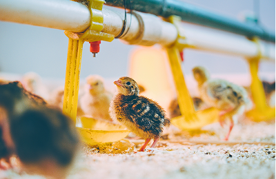 Chickens