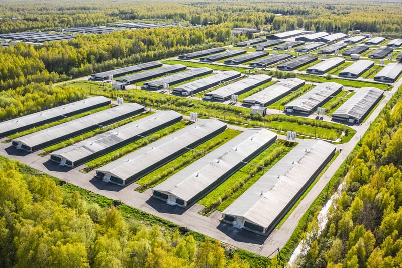 Industrial chicken houses