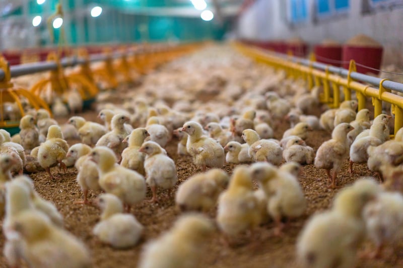 Baby chickens