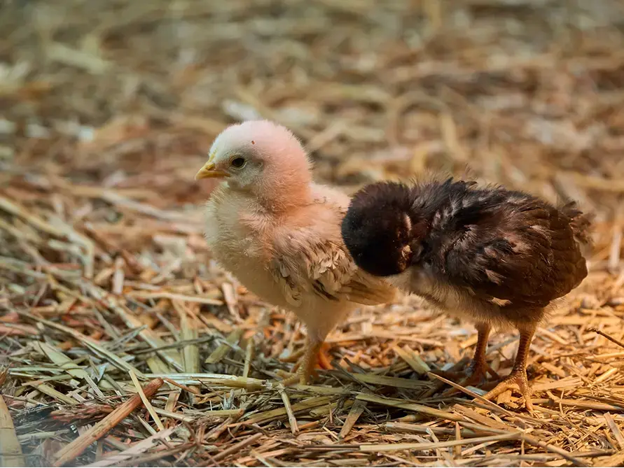 Baby chickens