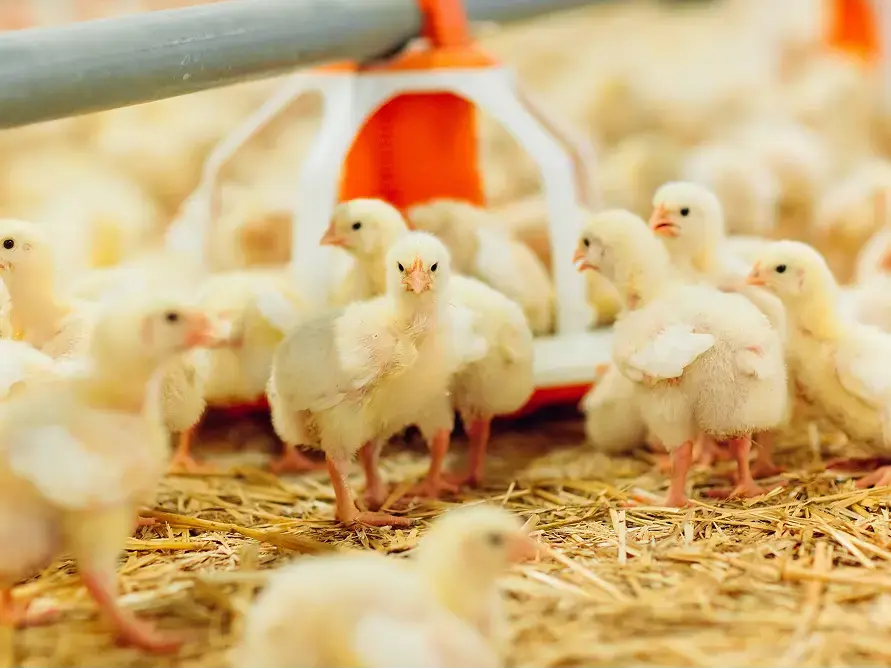 Chickens