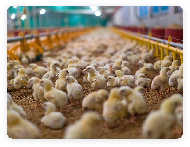 Chickens